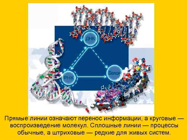 Прямые линии означают перенос информации, а круговые — воспроизведение молекул. Сплошные линии — Прямые линии означают перенос информации, а круговые — воспроизведение молекул. Сплошные линии —
