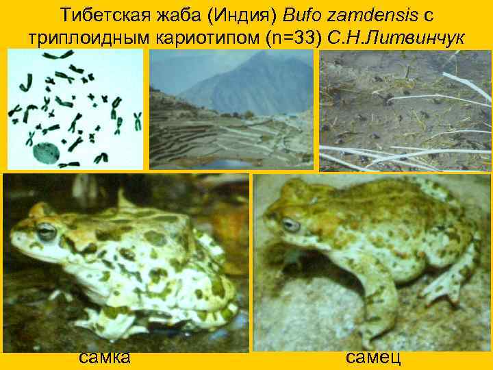  Тибетская жаба (Индия) Bufo zamdensis с триплоидным кариотипом (n=33) С. Н. Литвинчук самка