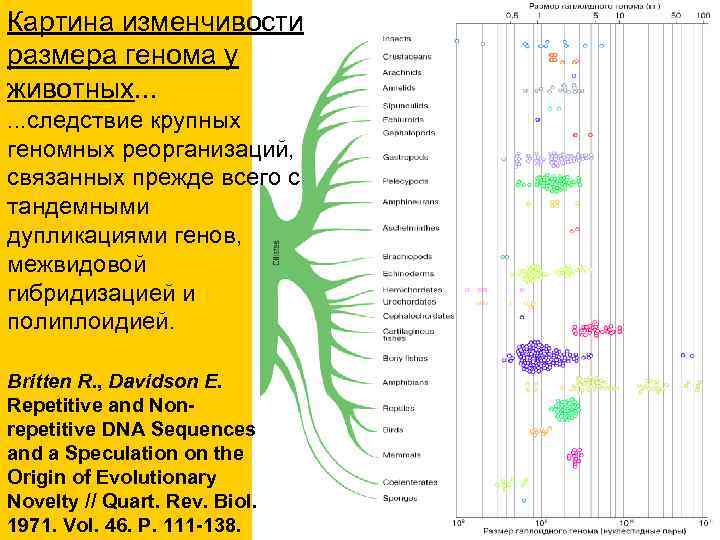 Картина изменчивости размера генома у животных. . . следствие крупных геномных реорганизаций, связанных прежде