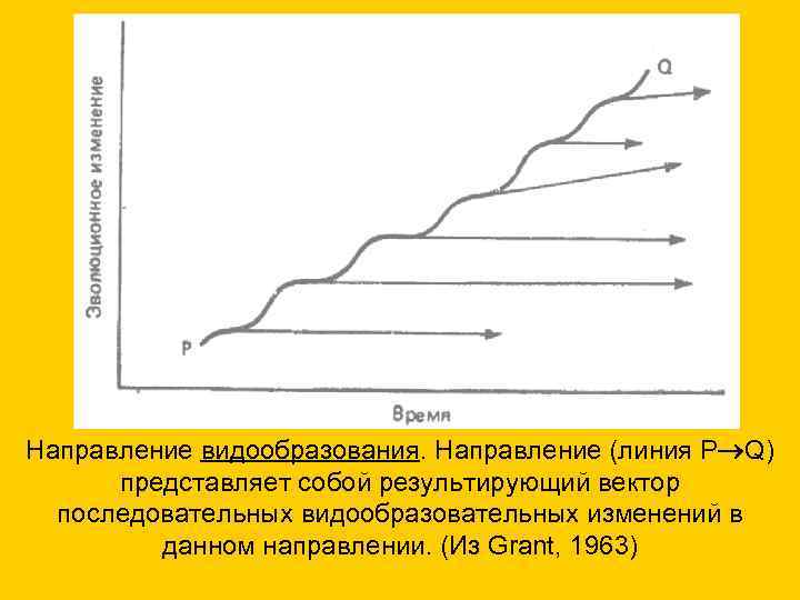 Направление видообразования. Направление (линия Р Q) представляет собой результирующий вектор последовательных видообразовательных изменений в