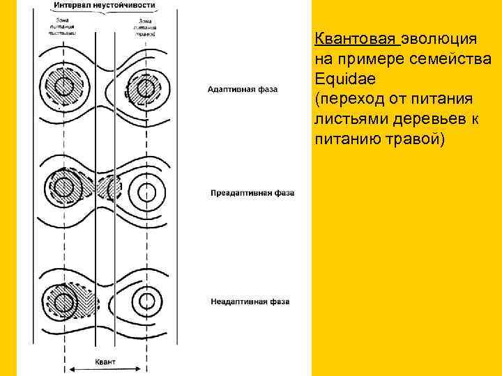 Квантовая эволюция на примере семейства Equidae (переход от питания листьями деревьев к питанию травой)