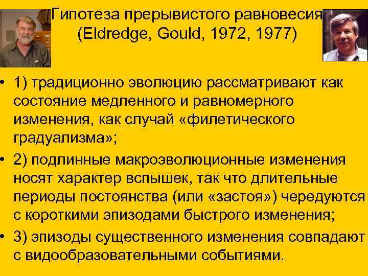  Гипотеза прерывистого равновесия (Eldredge, Gould, 1972, 1977) • 1) традиционно эволюцию рассматривают как