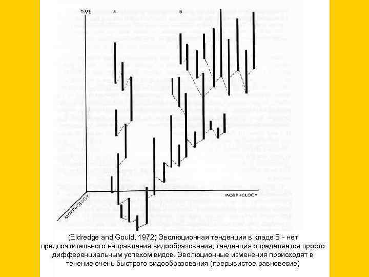  (Eldredge and Gould, 1972) Эволюционная тенденция в кладе В - нет предпочтительного направления