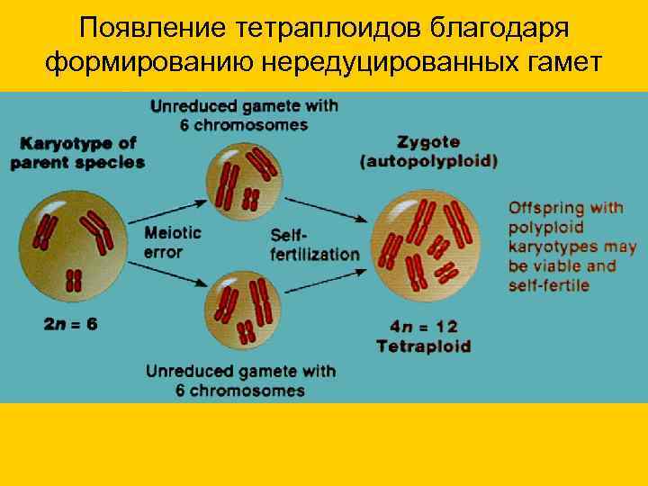  Появление тетраплоидов благодаря формированию нередуцированных гамет 