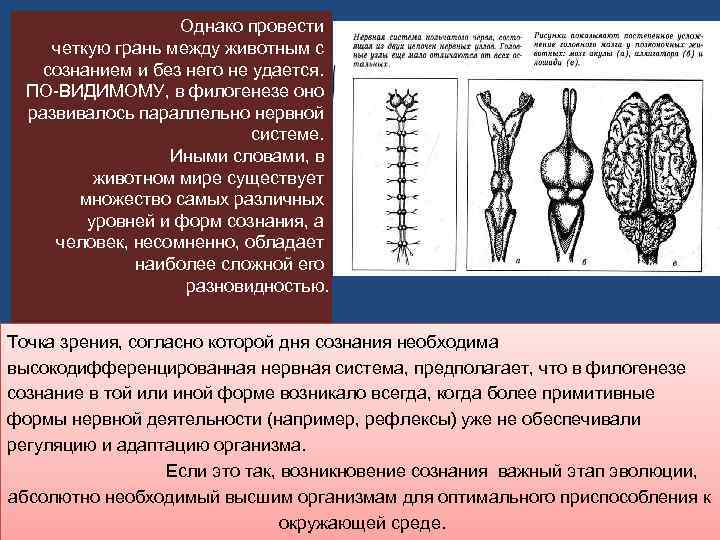  Однако провести четкую грань между животным с сознанием и без него не удается.