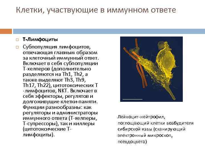 Клетки, участвующие в иммунном ответе  T-Лимфоциты Субпопуляция лимфоцитов,  отвечающая главным образом за