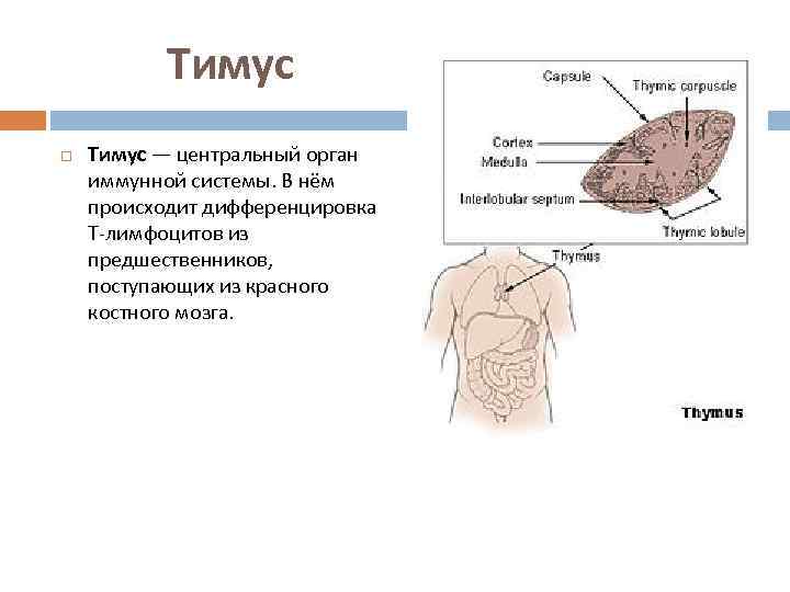   Тимус — центральный орган иммунной системы. В нём происходит дифференцировка Т-лимфоцитов из