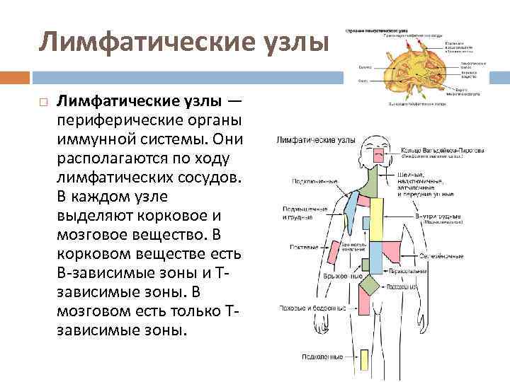Лимфатические узлы — периферические органы иммунной системы. Они располагаются по ходу лимфатических сосудов. 