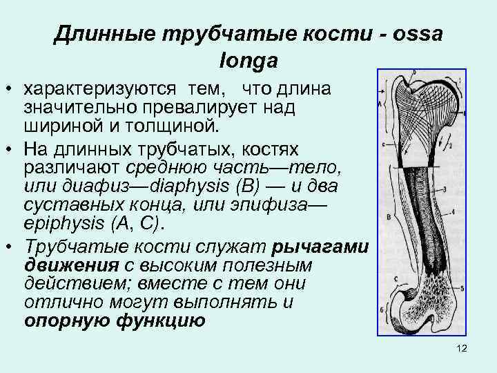  Длинные трубчатые кости - ossa longa • характеризуются тем, что длина значительно превалирует