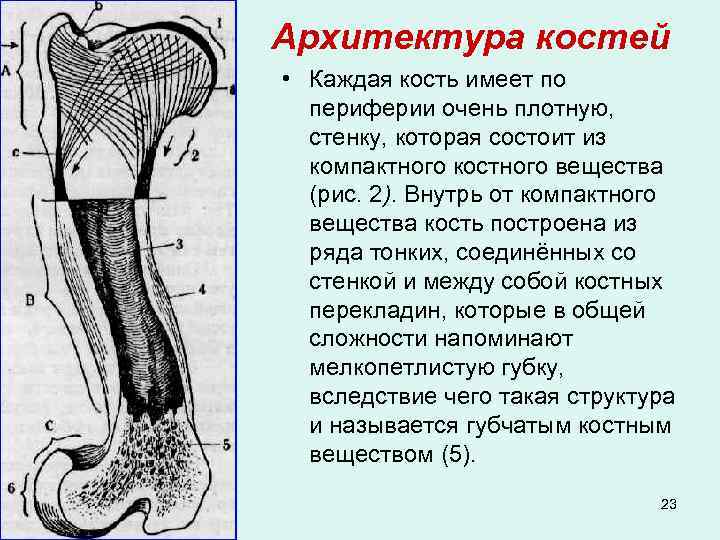 Архитектура костей • Каждая кость имеет по периферии очень плотную, стенку, которая состоит из