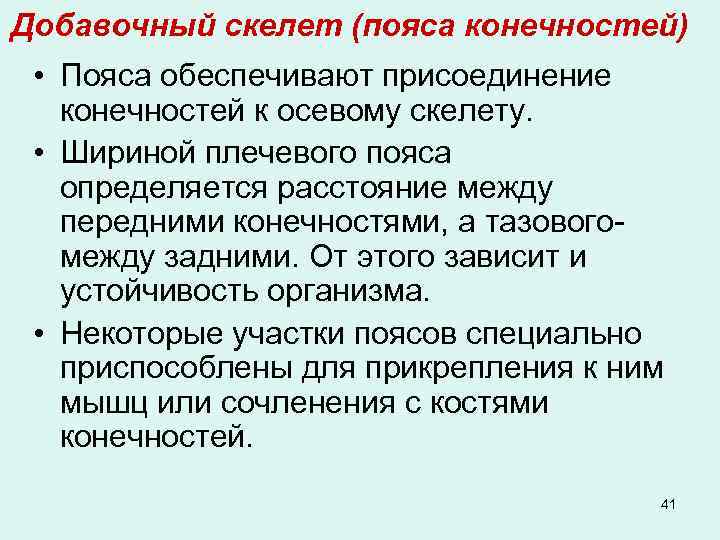 Добавочный скелет (пояса конечностей) • Пояса обеспечивают присоединение конечностей к осевому скелету. • Шириной