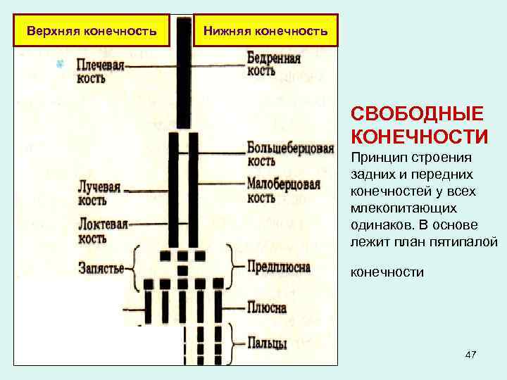 Верхняя конечность Нижняя конечность СВОБОДНЫЕ КОНЕЧНОСТИ Принцип строения задних и передних конечностей у всех