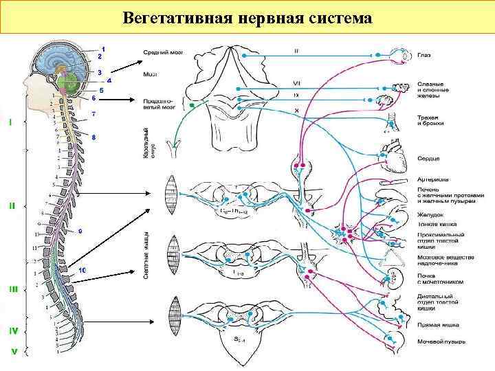 Схема эфферентной иннервации