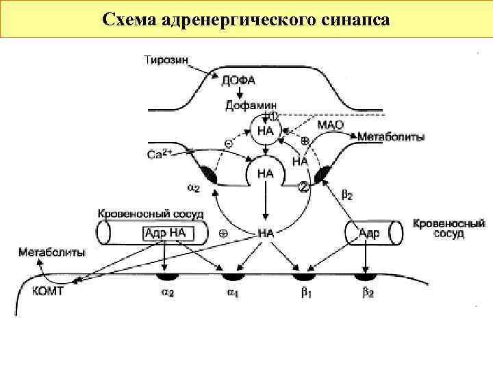 Схема структуры эфферентной иннервации