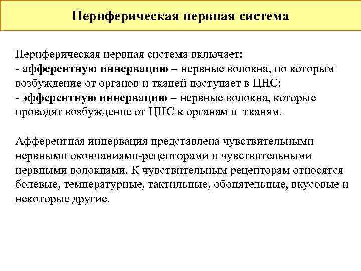    Периферическая нервная система включает: - афферентную иннервацию – нервные волокна, по