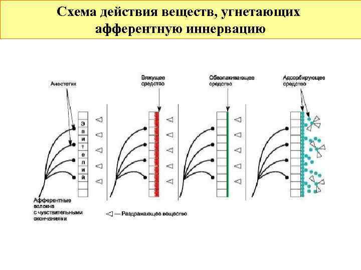 Схема действия веществ, угнетающих афферентную иннервацию 