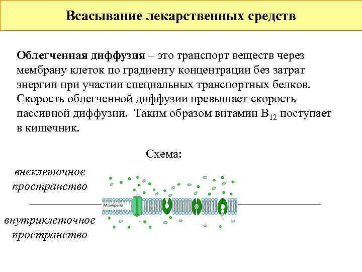 Диффузия по градиенту концентрации. Облегченная диффузия транспорт веществ. Всасывание лекарственных веществ. Всасывание лекарственных средств облегченная диффузия. Облегченная диффузия по градиенту концентрации.