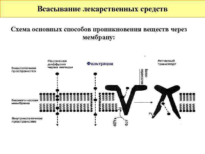   Всасывание лекарственных средств Схема основных способов проникновения веществ через   