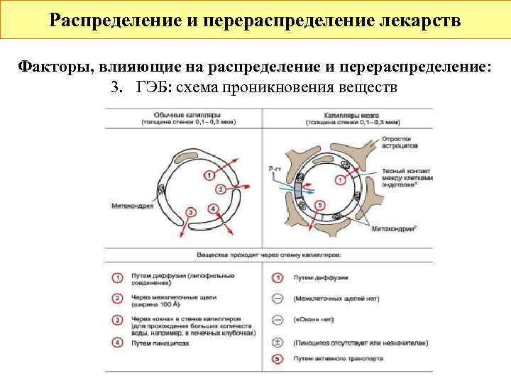   Распределение и перераспределение лекарств Факторы, влияющие на распределение и перераспределение:  3.