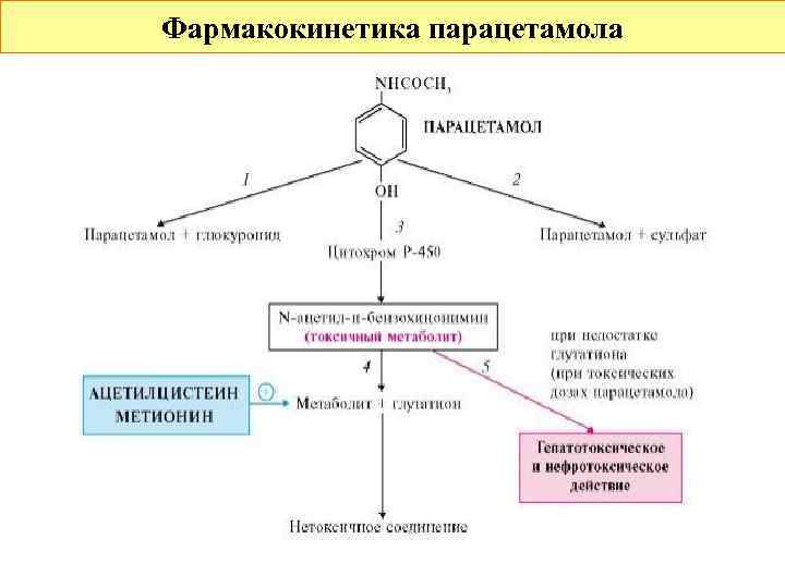 Фармакокинетика парацетамола 