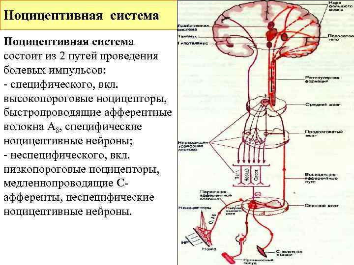 Ноцицептивная система состоит из 2 путей проведения болевых импульсов: - специфического, вкл. высокопороговые ноцицепторы,