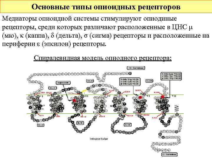    Основные типы опиоидных рецепторов Медиаторы опиоидной системы стимулируют опиодиные рецепторы, среди