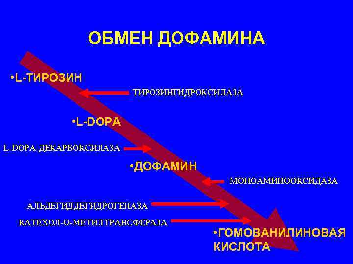     ОБМЕН ДОФАМИНА  • L-ТИРОЗИН     ТИРОЗИНГИДРОКСИЛАЗА
