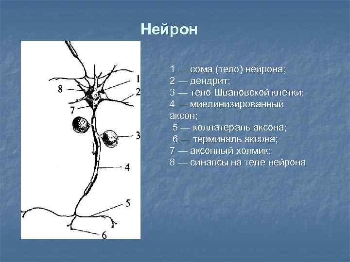 Нейрон 1 — сома (тело) нейрона; 2 — дендрит; 3 — тело Швановской клетки;