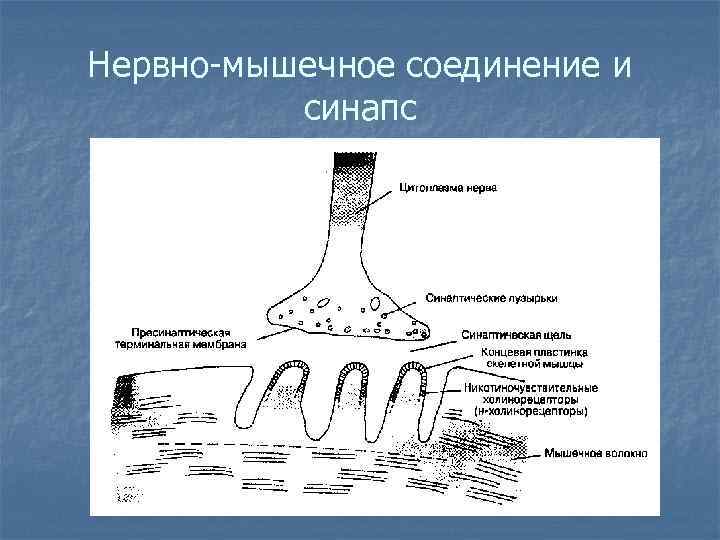 Нервно-мышечное соединение и  синапс 
