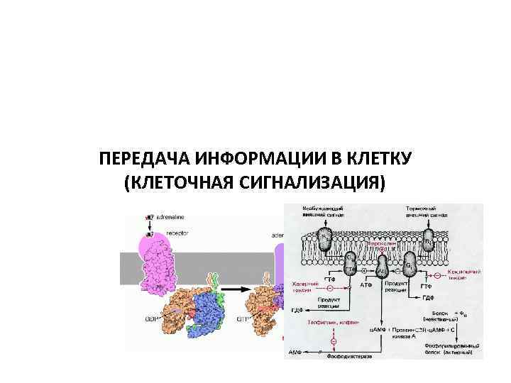 ПЕРЕДАЧА ИНФОРМАЦИИ В КЛЕТКУ (КЛЕТОЧНАЯ СИГНАЛИЗАЦИЯ) ПЕРЕДАЧА ИНФОРМАЦИИ В КЛЕТКУ (КЛЕТОЧНАЯ СИГНАЛИЗАЦИЯ)