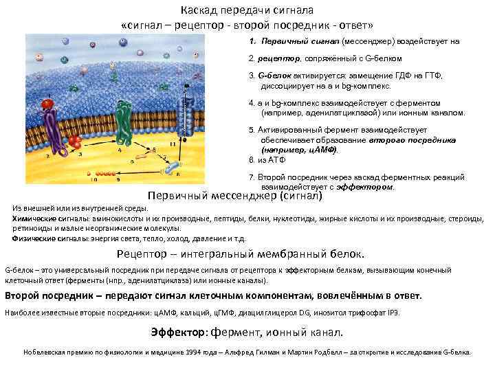 Каскад передачи сигнала Каскад передачи сигнала