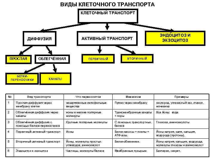 ВИДЫ КЛЕТОЧНОГО ТРАНСПОРТА ВИДЫ КЛЕТОЧНОГО ТРАНСПОРТА