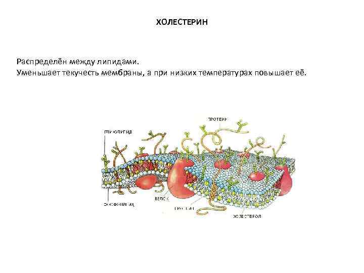 ХОЛЕСТЕРИН Распределён между липидами. Уменьшает текучесть мембраны, ХОЛЕСТЕРИН Распределён между липидами. Уменьшает текучесть мембраны,