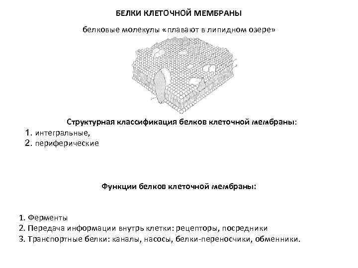 БЕЛКИ КЛЕТОЧНОЙ МЕМБРАНЫ белковые молекулы «плавают в БЕЛКИ КЛЕТОЧНОЙ МЕМБРАНЫ белковые молекулы «плавают в