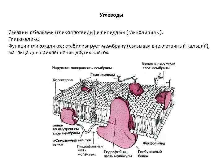 Углеводы Связаны с белками (гликопротеиды) и Углеводы Связаны с белками (гликопротеиды) и