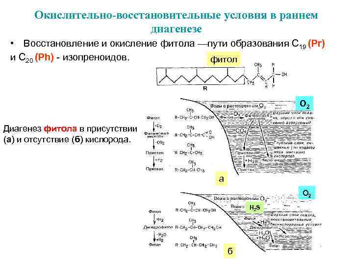   Окислительно-восстановительные условия в раннем      диагенезе  •