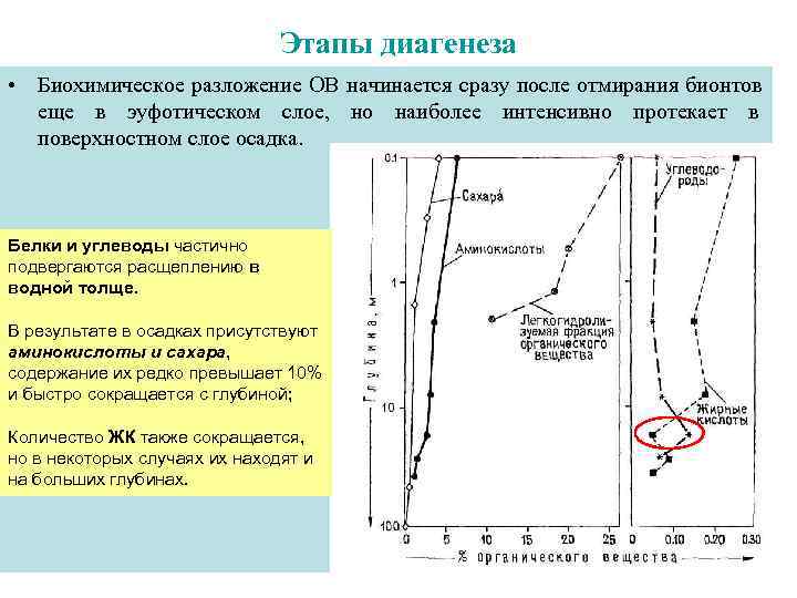 Этапы разложения тела фото