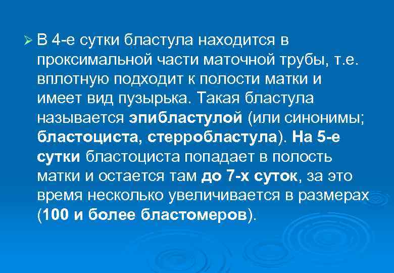 Ø В 4 -е сутки бластула находится в проксимальной части маточной трубы, т. е.