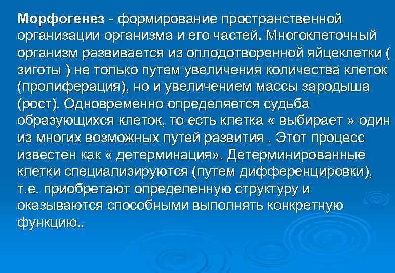 Морфогенез - формирование пространственной организации организма и его частей. Многоклеточный организм развивается из оплодотворенной