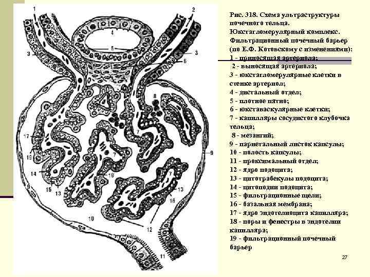 Рис. 318. Схема ультраструктуры почечного тельца. Юкстагломерулярный комплекс. Фильтрационный почечный барьер (по Е. Ф.