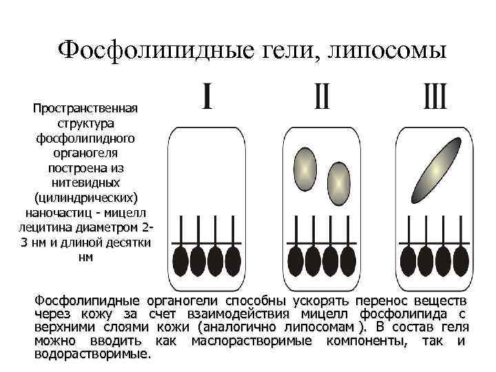  Фосфолипидные гели, липосомы Пространственная структура фосфолипидного органогеля построена из нитевидных (цилиндрических) наночастиц -