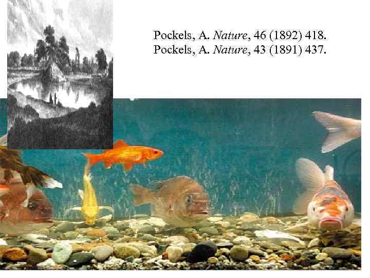 Pockels, A. Nature, 46 (1892) 418. Pockels, A. Nature, 43 (1891) 437. 