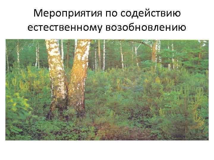  Мероприятия по содействию естественному возобновлению 
