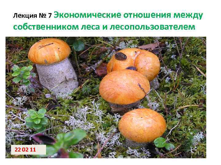 Лекция № 7 Экономическиеотношения между собственником леса и лесопользователем 22 02 11 