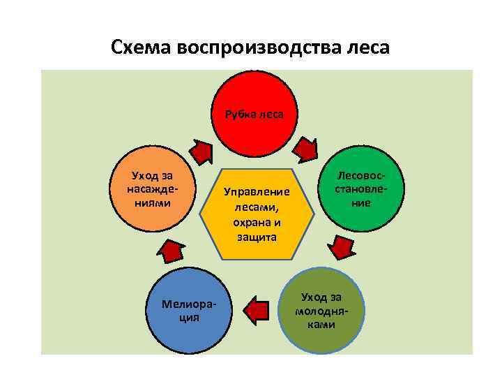 Схема воспроизводства леса Рубка леса Уход за Лесовос- насажде- Управление становле- ниями лесами, ние