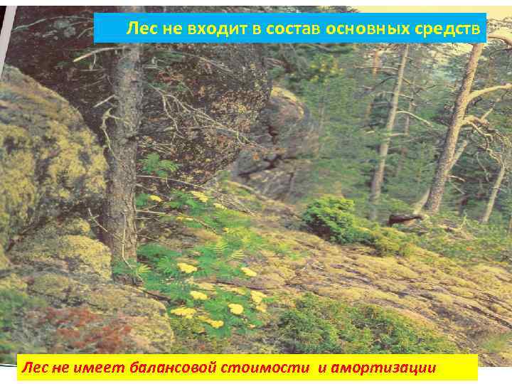   Лес не входит в состав основных средств Лес не имеет балансовой стоимости