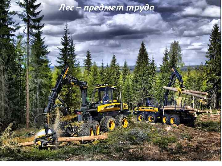  Лес – предмет труда 