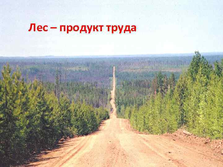 Лес – продукт труда 