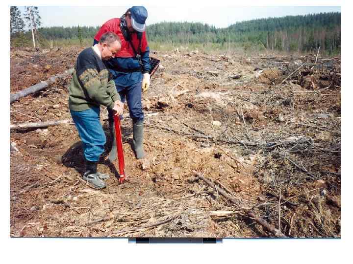 Сомкнувшиеся лесные культуры 