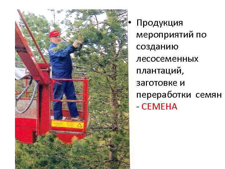  • Продукция  мероприятий по  созданию  лесосеменных  плантаций,  заготовке